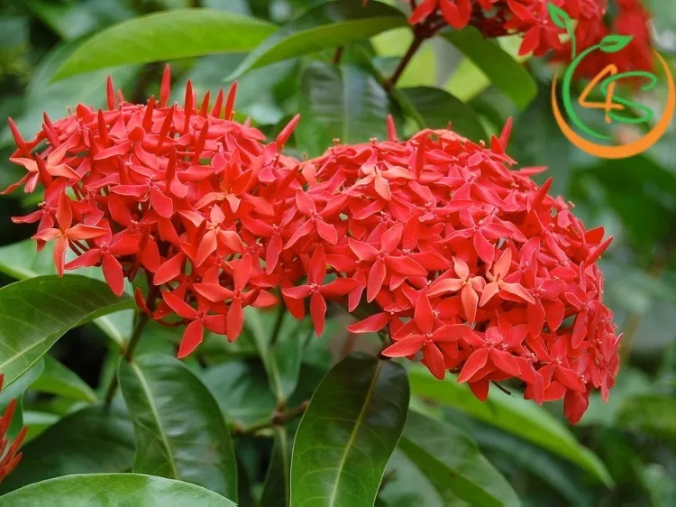 Những lưu ý khi trồng cây hoa bông trang trước nhà bao gồm việc cung cấp đủ ánh sáng, đất thoát nước tốt, và lịch trình bón phân, tưới nước hợp lý