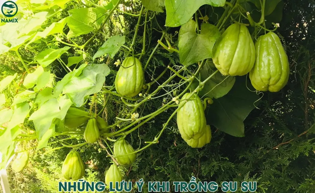 nhung luu y khi trong cay
