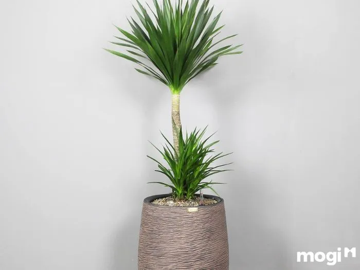 Những lưu ý quan trọng khi trồng cây Thần Tài Núi theo các nguyên tắc phong thủy