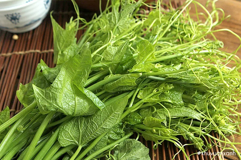 Những ngọn su su xanh, non, tươi tốt và quả su su đang phát triển