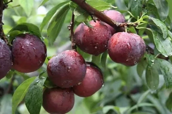 Những quả mận hậu chín mọng trên cành, minh họa về đặc điểm sinh trưởng và lợi ích của giống mận này