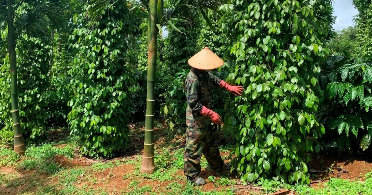 Những thắc mắc về cách chăm sóc cây tiêu sau khi thu hoạch