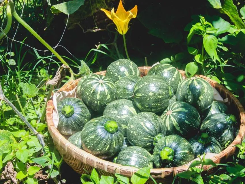 Những trái bí đỏ được thu hoạch