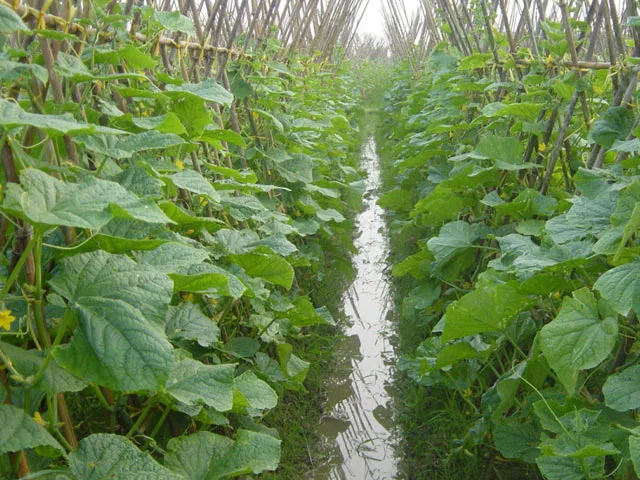 Những trái dưa leo tươi ngon đã thu hoạch, biểu tượng cho cách trồng cây dưa leo sai quả