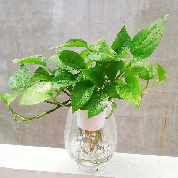 những vật liệu cơ bản cần thiết cho việc trồng cây cảnh thủy sinh để bàn