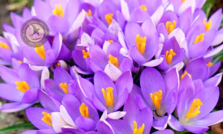 Nhụy hoa nghệ tây (saffron) quý giá, thành quả của quy trình cách trồng hoa nghệ tây chuyên nghiệp