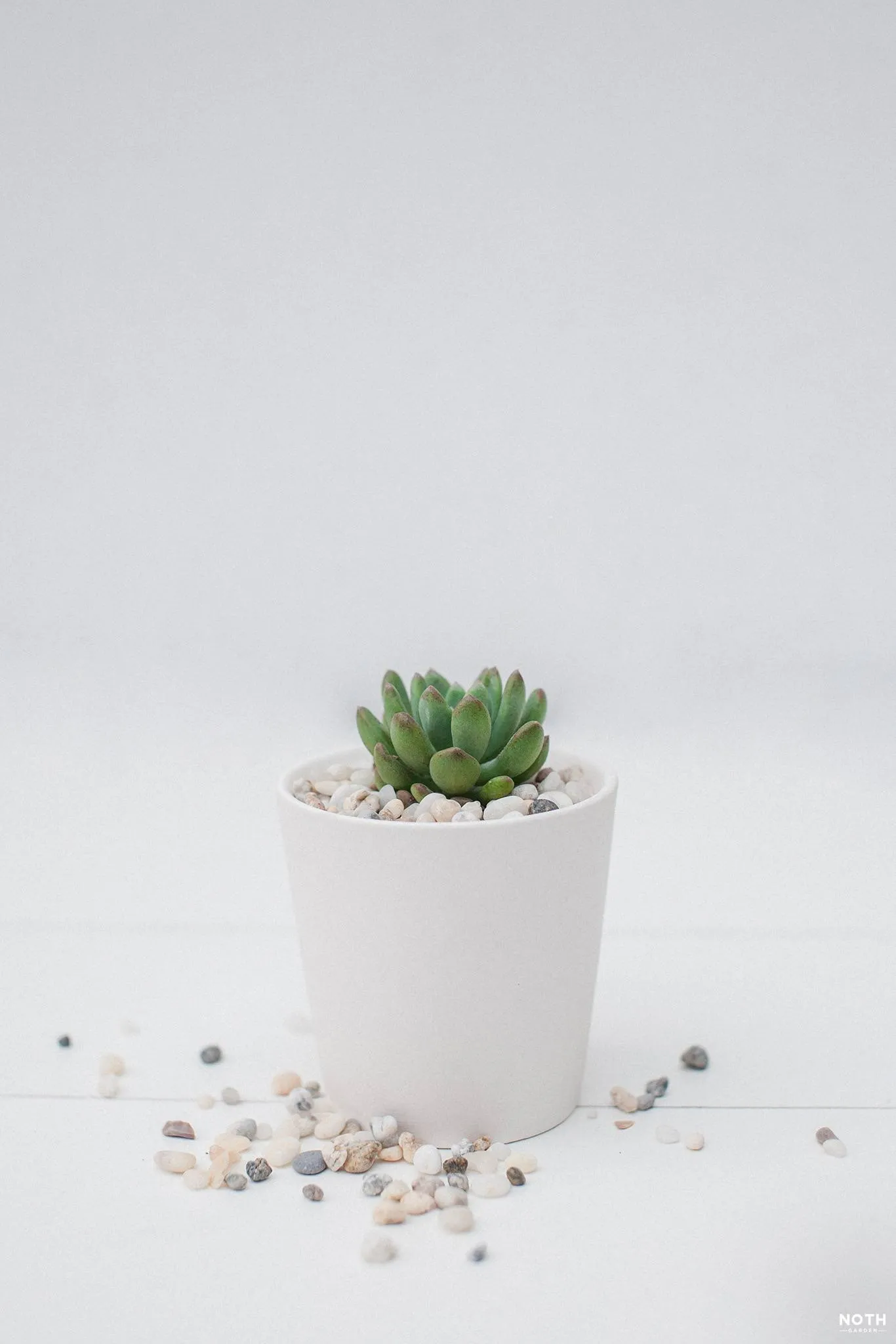 Niềm vui ngắm nhìn thành quả sau khi hoàn tất công đoạn trồng cây vào chậu