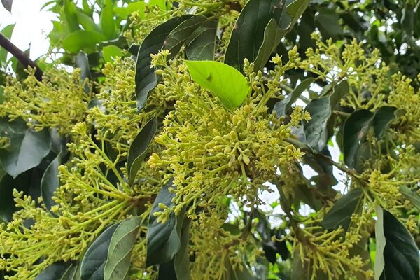 Cách Chăm Sóc Cây Bơ Khi Ra Hoa Đảm Bảo Tỷ Lệ Đậu Trái Cao