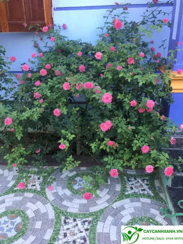 Nở hoa quanh năm và cho nhiều hoa