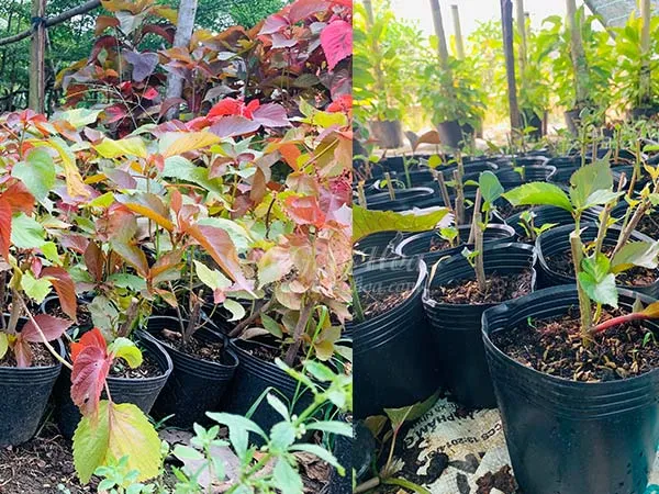 Nơi cung cấp cây Gòn giống và tư vấn kỹ thuật trồng cây.