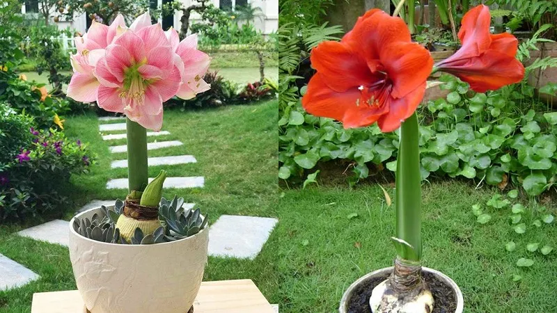 Nơi mua hoa lan huệ chất lượng và giá tham khảo