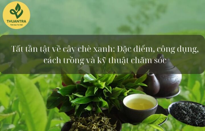 Cách Trồng Cây Khôi Tía Hiệu Quả Và Chăm Sóc Đúng Kỹ Thuật