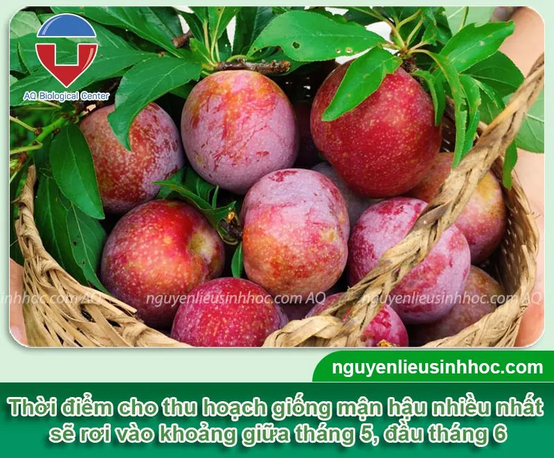 Nông dân thực hiện thu hoạch mận hậu bằng tay, áp dụng cách trồng cây mận hậu đạt năng suất cao