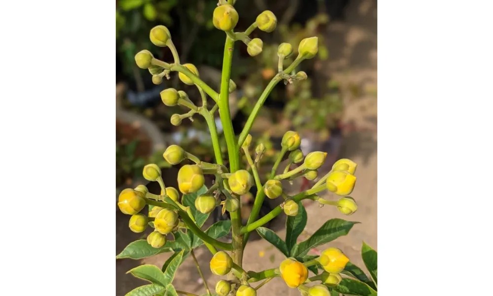 Nụ hoa căng tròn thì nên tuốt lá cách Tết 13 – 14 ngày