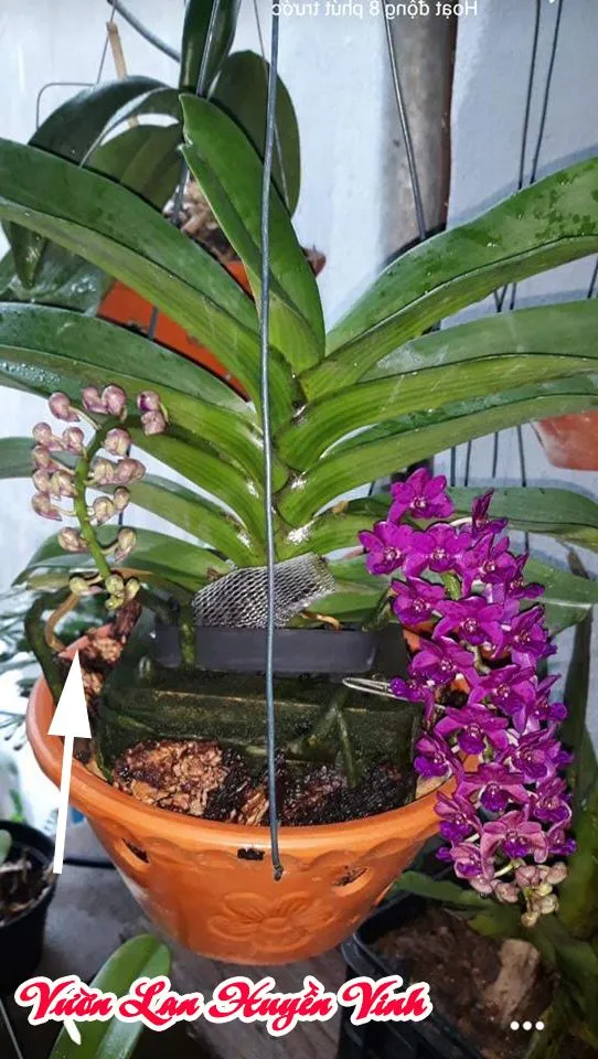 Nụ lan Đai Châu đang nhú, thể hiện sự thành công của cách chăm sóc lan rừng ra hoa