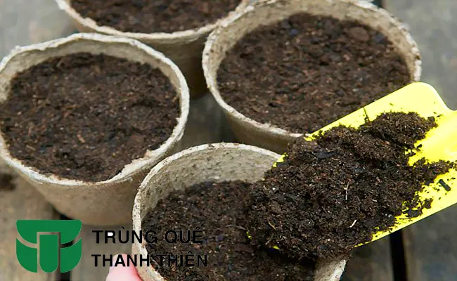 Nuôi dưỡng cây rau quế bằng phân trùn quế giúp tăng cường khả năng giữ nước trong đất.