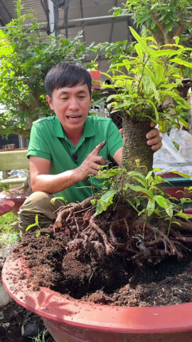 Cách Hun Trấu Trồng Cây Chuẩn Kỹ Thuật: Hướng Dẫn Chi Tiết Cho Người Yêu Bonsai