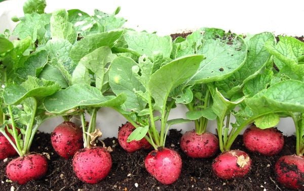 Cách Trồng Cây Khổ Qua Từ Hạt: Hướng Dẫn Chi Tiết A-Z Đạt Năng Suất Cao