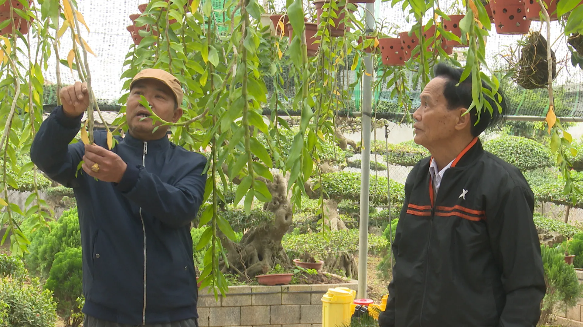 Ông Hoàng Văn Thiều kiểm tra cây lan đang phát triển, minh họa cách chăm hoa lan đúng cách