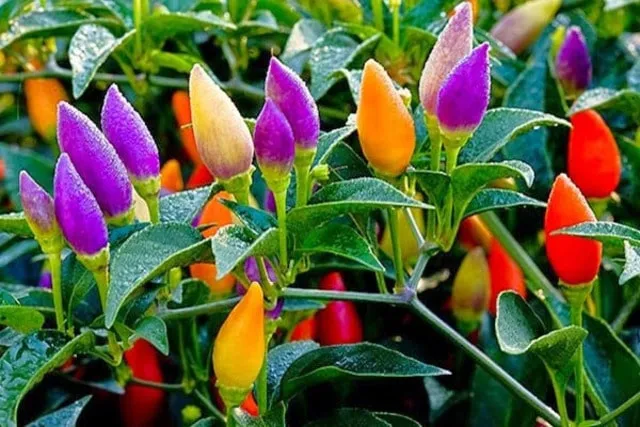 Ớt 7 màu rất ưa sáng, nên đặt cây ở vị trí có đủ ánh nắng mặt trời trực tiếp