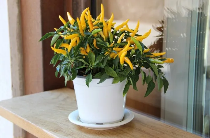 Ớt cảnh được nhiều người lựa chọn trồng ở khu vực ban công. (Ảnh minh họa)