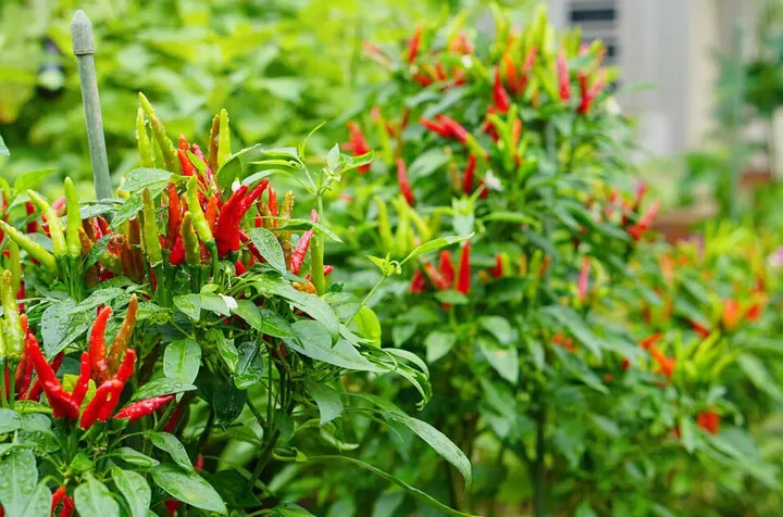 Ớt được trồng nhiều ở vườn nhà. (Ảnh minh họa)