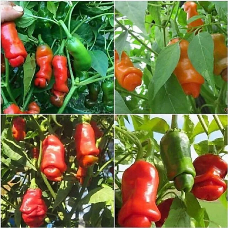 Ớt Peter là giống ớt cảnh có hình dạng kỳ lạ độc đáo, thu hút mọi ánh nhìn