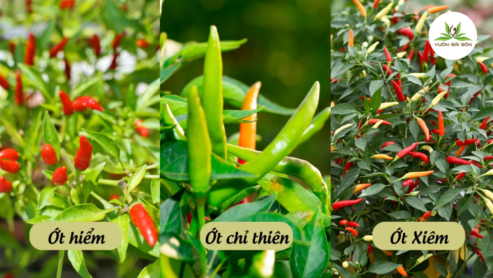 Phân biệt các giống ớt cay phổ biến hiện nay như ớt xiêm, ớt chỉ thiên và ớt hiểm