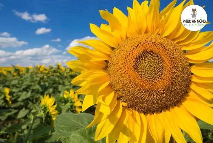 Phân biệt giữa cây hướng dương lấy hạt và cây hướng dương giâm cành