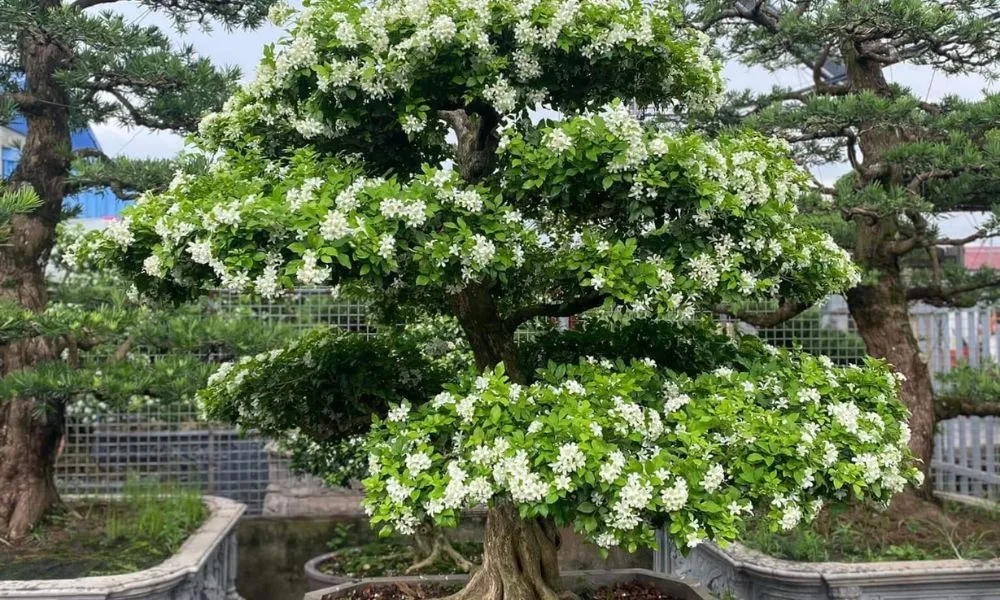 Phân biệt giữa cây Nguyệt Quế (Laurus nobilis) và Nguyệt Quới (Murraya paniculata) trong trồng trọt