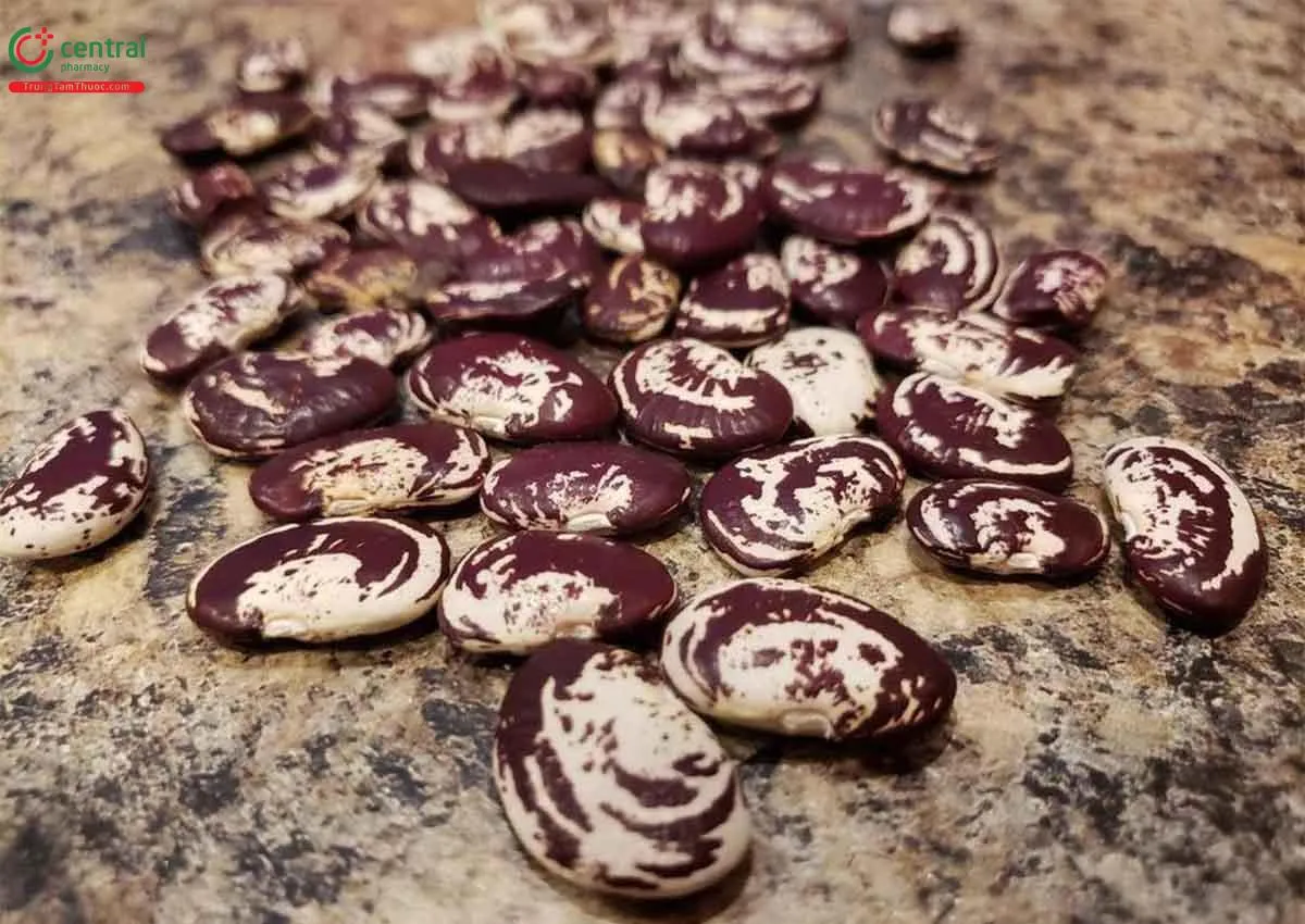 Phân biệt hạt đậu ngự khô và hạt tươi