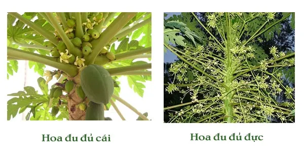 Phân biệt hoa đu đủ đực và đu đủ cái