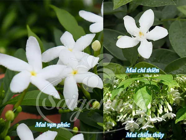 phan biet hoa mai van phuc