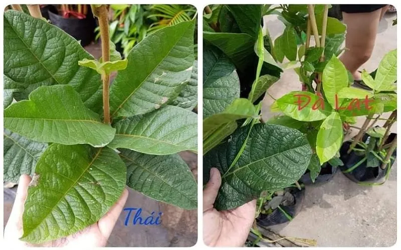 Phân biệt Hoa Mai xanh Thái và Đà Lạt