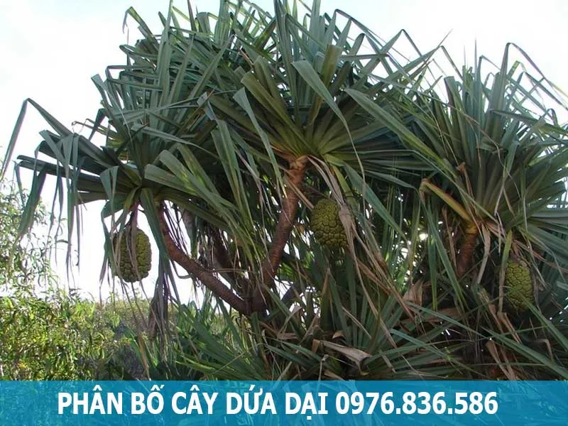 Phân bố cây dứa dại ở bờ ao, bờ sông Việt Nam