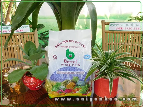 phan bon cay huynh de