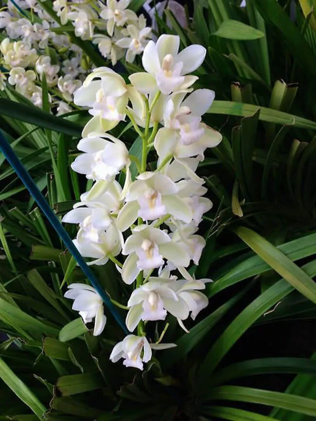 Phân bón cho cây pha loãng và tưới đều đặn mỗi tuần 1 - 2 lần