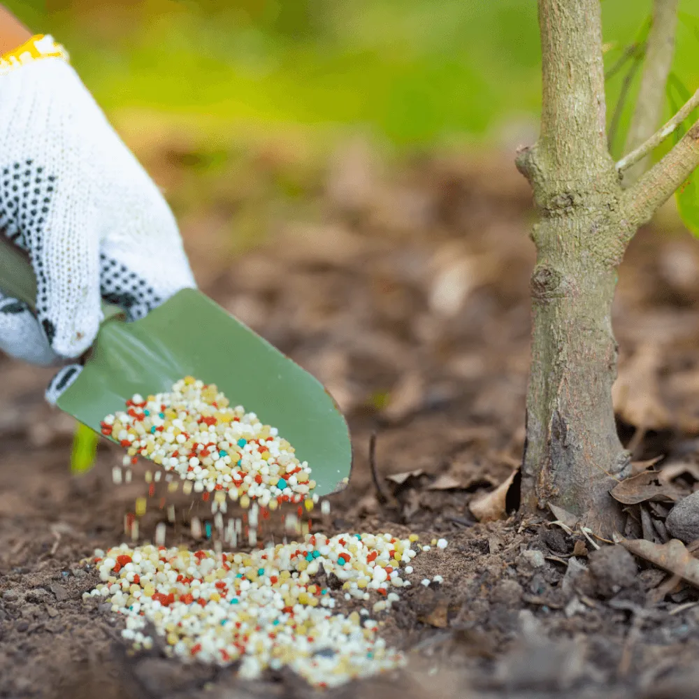 Phân bón chuyên dụng và vitamin B1 được dùng để kích thích ra hoa