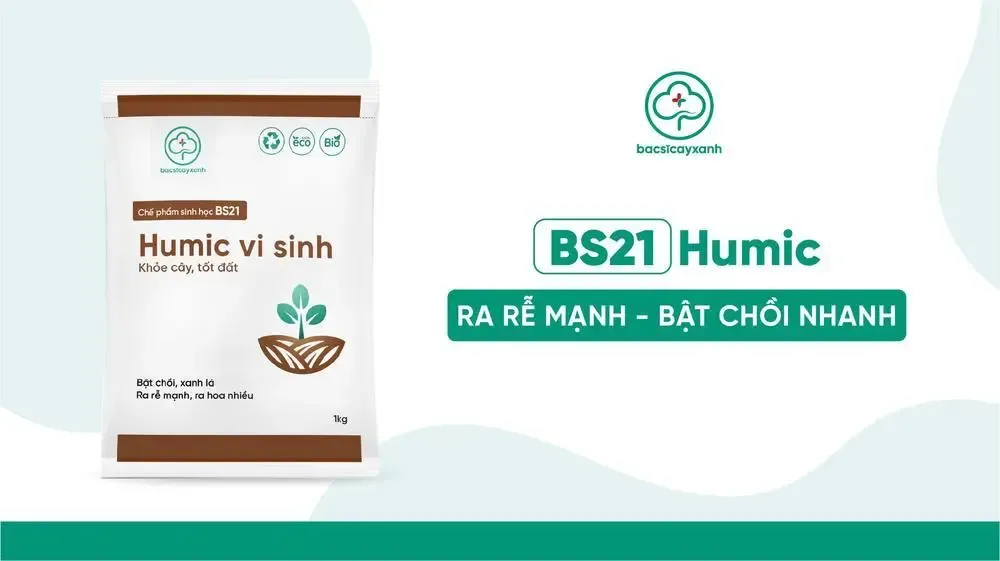 Phân bón Humic Acid hỗ trợ kích thích hệ rễ phát triển mạnh mẽ, tăng khả năng hấp thụ dưỡng chất cho cây hành.