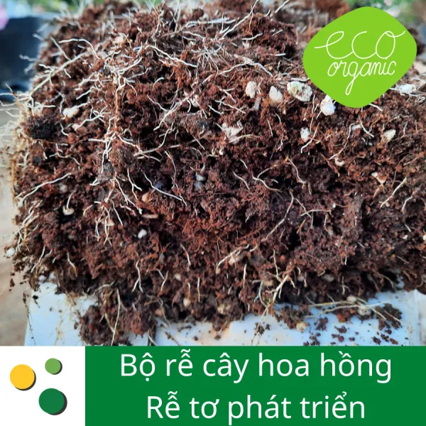 Phân bón hữu cơ eaco root sử dụng cho bộ rễ cây hoa hồng phát triển