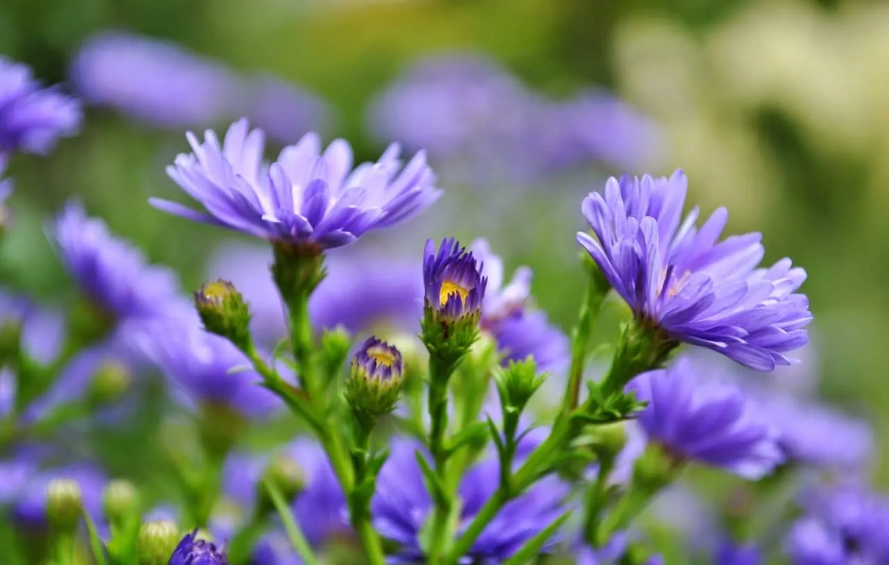 Phân bón NPK và các dưỡng chất cần thiết cho cúc tím