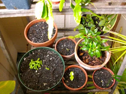 Phân chia đất vào chậu nhỏ để trồng cây ăn quả từ hạt