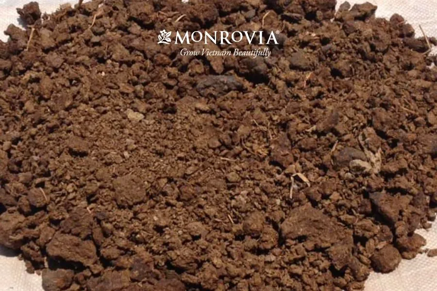 Phân chuồng hoai mục là nguồn cung cấp các chất dinh dưỡng hữu cơ cần thiết cho cây hoa hồng