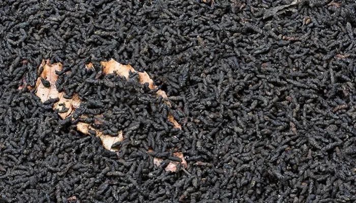 Phân dơi có tác dụng gì của đối với cây trồng?