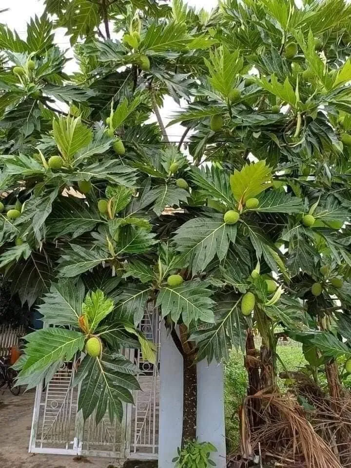 Phân loại Artocarpus altilis và các giống sa kê không hạt phổ biến tại Việt Nam