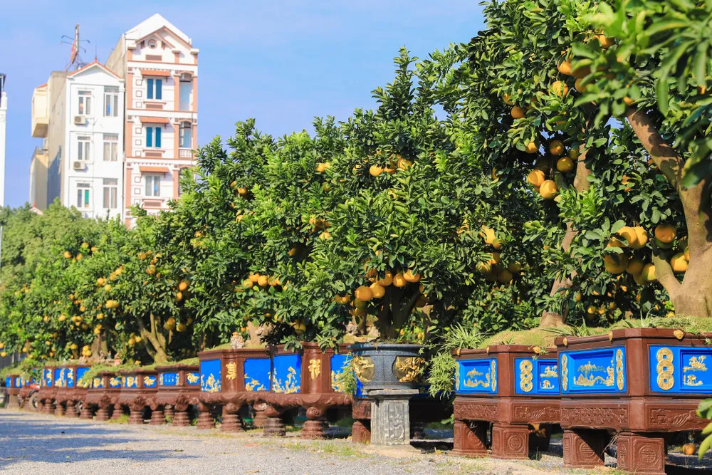 Phân loại bưởi cảnh Tết, từ bưởi bonsai thân nhỏ đến bưởi cổ thụ dáng thế lớn