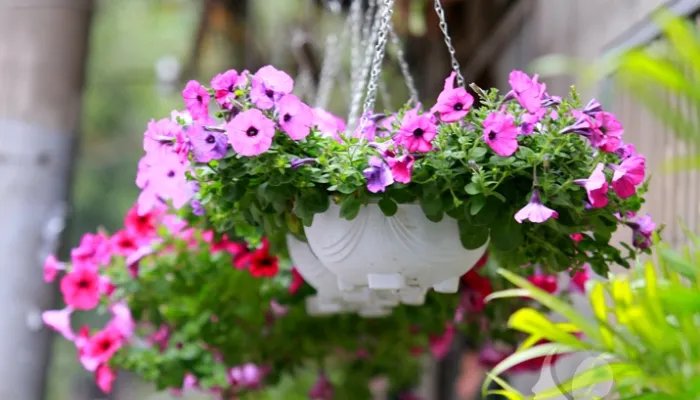 Phân loại các giống hoa dạ thảo đơn và kép