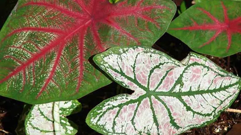 Phân loại cây môn kiểng