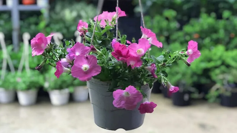 Phân loại dạ yến thảo đơn với cánh hoa mỏng, hình phễu