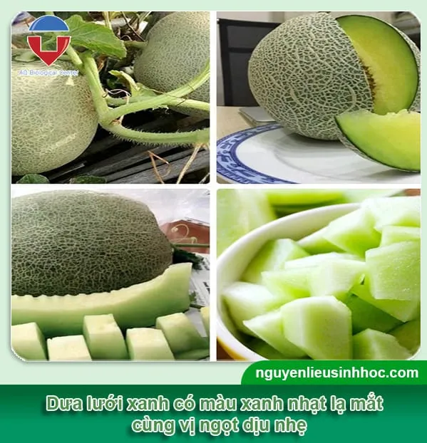 Phân loại dưa lưới trồng tại nhà phổ biến theo màu ruột xanh và ruột vàng cam